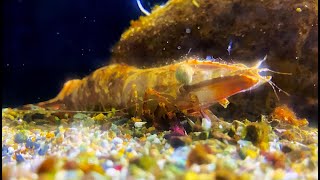 ウシエビ、ブラックタイガー Black tiger prawn Giant tiger prawn Penaeus monodon [upl. by Mahseh]