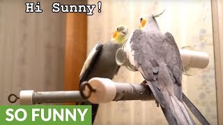 Listen to what this brilliant talking cockatiel can say [upl. by Ecnarepmet720]