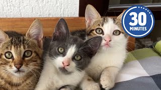 30 Minutes of the Worlds CUTEST Kittens 😻💕 [upl. by Ciprian]