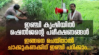 ഇങ്ങനെ കൃഷി ചെയ്താല്‍ ചാക്കുകണക്കിന് ഇഞ്ചി പറിക്കാം  GINGER FARMING [upl. by Shifrah]