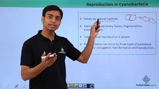 Class 11th – Cyanobacteria – Reproduction  Biological Classification  Tutorials Point [upl. by Garris512]