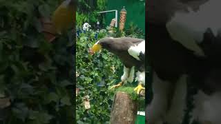 Stellers sea Eagle from Russiaviral foryourpage trendingshorts birds dubaidolphinarium [upl. by Aivul]