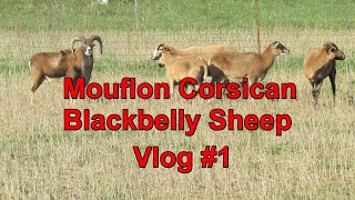 Mouflon Blackbelly Vlog 1 [upl. by Aral62]