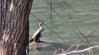 GIOVANE CORMORANO e tre ANATRE FEMMINE di SMERGO MAGGIORE FIUME ADIGE VALLAGARINA TRENTINO [upl. by Shaughn73]