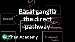 The basal ganglia  The direct pathway  Nervous system diseases  NCLEXRN  Khan Academy [upl. by Noj483]