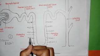 PHYSIOLOGY OF EXCRETION FOR GRADE 12 \EXPLAINED IN NEPALI [upl. by Tupler]