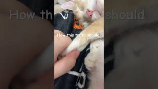 This is how this trend should be stopanimalabuse stop hurting your pets for views [upl. by Emelia]