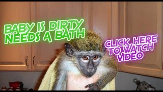 KING KONG GREEN GUENON MONKEY SPLISH SPLASH TAKING A BATH 1 [upl. by Enilrac]