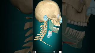 Geniohyoid muscle Action amp mandible depression [upl. by Ennaear378]