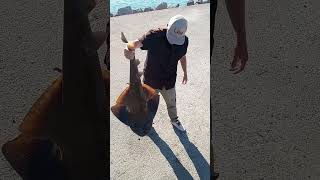 4ft Angle Shark Alamitos Jetty Long Beach CA [upl. by Ecraep]