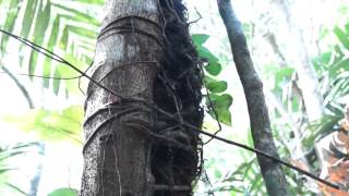 Introduction to Epiphytes [upl. by Vince]