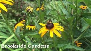 Rudbeckia Plant Profile [upl. by Ylliw]