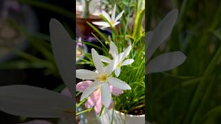 Rain Lily Plant Care  Prune  Trim Rain Lily For More Flowers shorts gardening ytshorts [upl. by Alwyn]