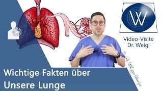 Unsere Lunge Anatomie Aufbau amp die Physiologie der Atmung verstehen  Wichtige Lungenerkrankungen [upl. by Noyar764]