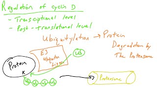 Cell cycle regulation part 4 cyclin D and Ubiquitylation [upl. by Barney]