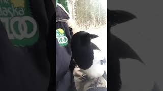 George the Talking Magpies Viral Video [upl. by Alyhc]