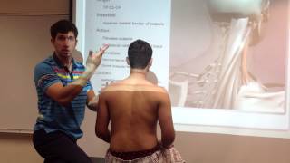 Levator Scapulae Palpation Manual Therapy and Stretch [upl. by Sharma]