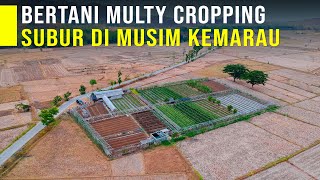 Lahan Tetap Subur Di Musim Kemarau Dengan Sistem Multy Cropping Bisa Panen Berbagai Jenis Sayuran [upl. by Adnwahsat758]