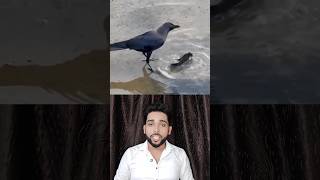 God must be ctazy crow bird birdslover birds animals pets fish fishing ankitagasta [upl. by Terrab]