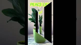 Top 5 Plants to grow in water monstera peace lily pothos Anthurium philodendron shorts [upl. by Scandura259]