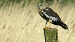 Bruine Kiekendief  Circus aeruginosus  Marsh Harrier [upl. by Nellda]