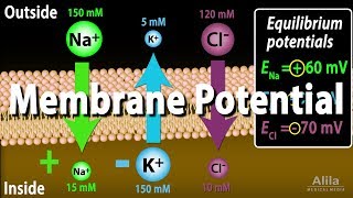 Membrane Potential Equilibrium Potential and Resting Potential Animation [upl. by Denny]