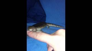 Baby Blue Tongue Skink bite [upl. by Neelram]