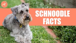 Schnoodle Dog Breed 10 Amazing Facts You Must Know [upl. by Botsford]