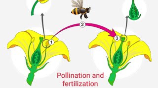 Pollination and fertilization in flowering plants 3rd Secondary Biology [upl. by Schluter]