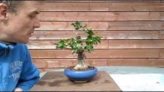 Ficus bonsai Ginseng I  2 [upl. by Akirahs]