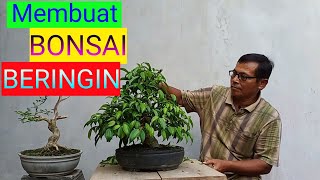 cara membuat BONSAI BERINGIN Ficus benjamina [upl. by Stannwood]