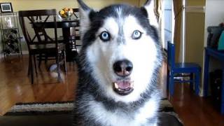 THIS SIBERIAN HUSKY DOG CAN ACTUALLY TALK [upl. by Larentia]