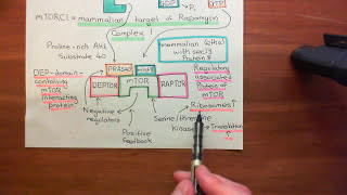 Receptor Tyrosine Kinases Part 12 [upl. by Devaney]