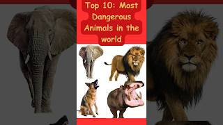 Top 10 Most dangerous animals in the world  viral reels facts ytshorts shorts kids animals [upl. by Ennylyak]