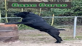 Cane Corso Bark canecorsolovers dogs canecorso dog [upl. by Errot]