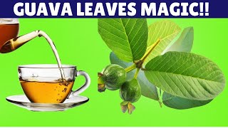 11 Incredible Benefits of Guava Leaves  Why You Should Drink Guava Leaf Tea [upl. by Lalla603]