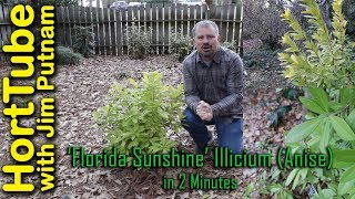 All About Florida Sunshine Illicium Anise In 2 Minutes [upl. by Iluj]