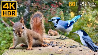 Cat TV for Cats to Watch 😺 Unlimited Birds Chipmunks Squirrels 🐿 8 Hours 4K HDR 60FPS [upl. by Eissalc]