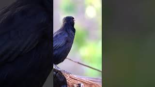 Pale winged Starling call Northern Cape shorts birds birdsinging wildlife [upl. by Kathe850]