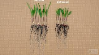 SAFSeed Treatment demo on Hybrid Corn Seed including setup of 4week test [upl. by Heidi]