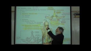 THE VERTEBRAL COLUMN amp RIB CAGE by Professor Fink [upl. by Onaivlis]