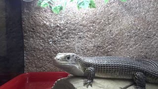 Sudan plated lizard✅Gerrhosaurus major🐲Геррозавр большой [upl. by Rhyne]