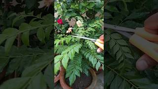 😯Curry patta पत्तों से भर जाएगा  curry leaves ki growth kaise badhaye [upl. by Dragoon]