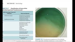 Pseudomonas aeruginosa [upl. by Olimreh]