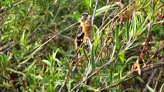 Blackheaded Grosbeak  Ballona Wetlands  June 7 2015 [upl. by Anerres]