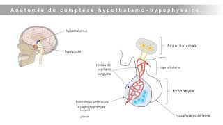 Le complexe hypothalamohypophysaire [upl. by Eltsirc]