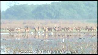 Life of Barasingha or Swamp deer in India [upl. by Eilasor109]