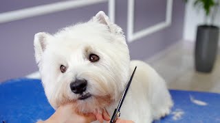 WEST HIGHLAND WHITE TERRIER GROOMING ✂️🐶❤️ with hand stripping [upl. by Damara322]