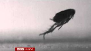 Develan el misterio del salto de la pulga Video BBC Mundo [upl. by Althea166]