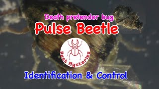 Pulse beetle Identification amp Control [upl. by Atiuqad]